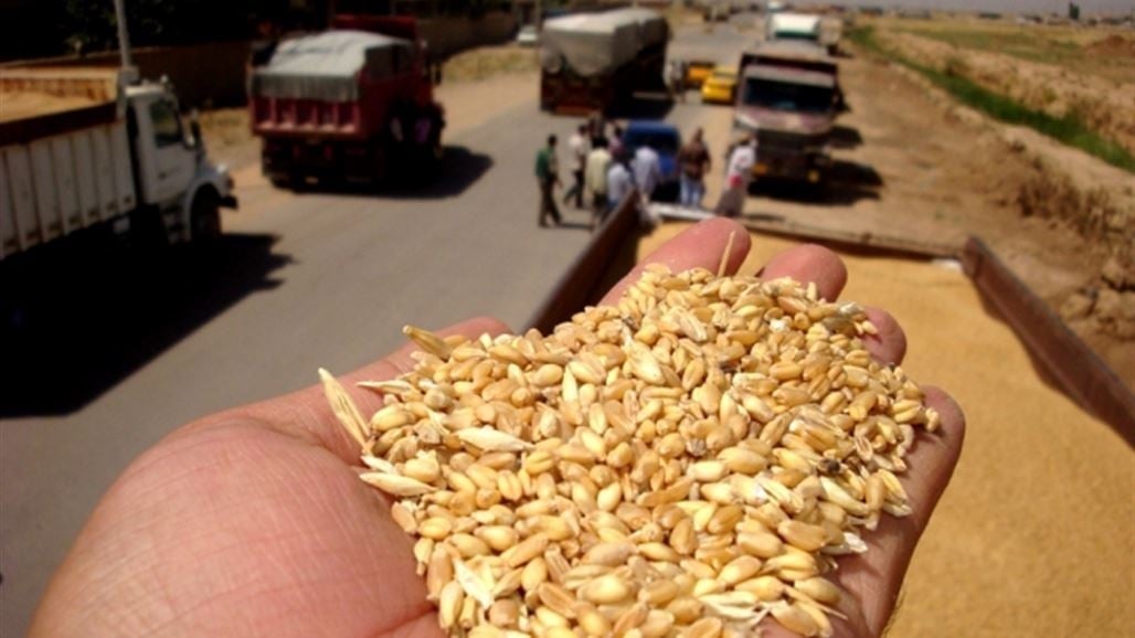 Wheat Iraq