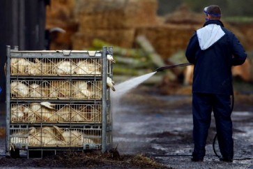 إعدام مزرعة بط في كوريا الجنوبية بعد ظهور «إنفلونزا الطيور»