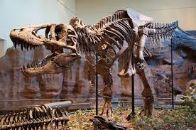 هيكلٌ عظمي لديناصور عاش قبل 80 مليون سنة