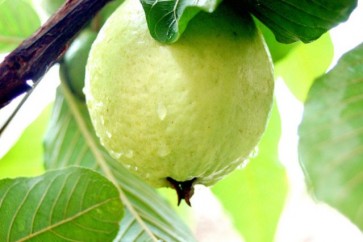 اليكم فوائد الجوافة