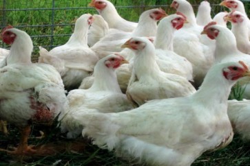 8 علامات تكشف الدجاج المحقون بالهرمونات المسرطنة