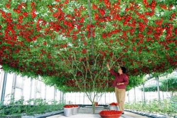 تركيا: طريقة جديدة لزراعة الطماطم تزيد الإنتاج بنسبة 26 في المئة