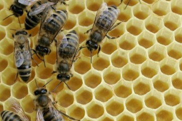 ملقحات النحل مهمة في قطاع الزراعة بالولايات المتحدة