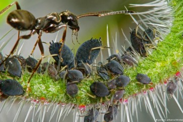 باحثون يكتشفون نملا يزرع ويسمد ويحصد اكتشف باحثان ألمانيان نوعا من النمل يمكنه زراعة بذور القهوة ورعايتها لغاية الحصاد. وتكافئ النباتات النمل من خلال تطوير تجاويف داخل الأشجار ليضع النمل يرقاته فيها ولتكون مقر إقامة الملكة. فقد قال باحثان من ألمانيا إن هناك نملا ينثر البذور ويسمد الزرع ليحصد رحيقه وليسكن في هذا الزرع عند اخضراره. وذكرت سوزانه رينر، باحثة الأحياء بجامعة ميونيخ جنوب ألمانيا، أن “هذا النمل يرعى بذوره ويفعل ذلك قبل أن تكون هناك ميزة من وراء زراعته، إنه يتصرف مثل الإنسان الذي يغرس الأرز أو يسمد الذرة قبل أن يحصده”، حسب الباحثة. وتوصلت سوزانه رينر لهذه النتائج من خلال الدراسة التي أجرتها بالتعاون مع زميلها جويلاومه شوميكي الذي حصل معها على درجة الدكتوراه بهذه الرسالة. وتبين للباحثَين أن هذا النمل الذي يعيش في جزر فيجي، جنوب المحيط الهادي يزرع بذور ستة أنواع من نباتات القهوة في لحاء الأشجار ثم تتناوب عاملات النمل ليلا ونهارا على النباتات الصغيرة وتسمدها ببرازها وبولها. ونشر الباحثان نتائج دراستهما عن النمل من نوع فيليدريس ناجاساو المتمكن في الزراعة الاثنين الماضي 21 11 2016 في مجلة “نيتشر بلانتس” المتخصصة. وأوضحت رينر أنه “لم يعثر حتى الآن على نوع من النمل متخصص بهذا الشكل في زراعة سكنه المستقبلي ومصدره المستقبلي للسكر كما يفعل المزارع”. غير أن رينر أكدت في الوقت ذاته أن هذا التصرف ليس له علاقة بالذكاء وأنه غريزة فطرية “فلابد أن يكون متأصلا في المجموع الوراثي للنمل”. وأوضح الباحثان أن النمل يعرف بذوره حيث لم تنطل عليه خلال التجارب محاولة إغرائه ببذور أخرى مثل بذور الأرز وغيرها “ونحن نعتقد أن النمل يتعرف على هذه البذور بشكل كيميائي من خلال التعرف على رائحة موجودة على سطح البذور”. وأضافت رينر: “عندما تبدأ هذه النباتات في الإثمار فإن النمل يكون شغوفا كثيرا بجمع البذور الشابة للنبات الذي سيزرعها مستقبلا”. وحسب رينر فإن البذور لا تذهب للحاء الأشجار من تلقاء نفسها، بل إن “النمل يزرع مساكنه المستقبلية في أشجار بعينها، ولابد أن يكون اللحاء مناسبا للزراعة”. وأشارت رينر إلى أن هذا النبات يرى ضوء الشمس بمساعدة النمل الذي يزرعه في أعالي أشجار عملاقة بعينها في الغابة “..وتقوم نباتات القهوة بمكافأة النمل من خلال تطوير تجاويف داخل هذه الأشجار ليضع النمل يرقاته فيها ولتكون مقر إقامة الملكة”. وأوضحت سوزانه فويتسيك، باحثة علم الأحياء في جامعة ماينس، أن النمل معروف بإقامة علاقات تعاون مع أنواع أخرى حيث تعيش بعض أنواع النمل على سبيل المثال في نباتات بعينها تحميها من الالتهام ومن منافسيها وأن النمل القاطع للأوراق في أمريكا الجنوبية يزرع الفطر في أعشاشه وأن ديدان اليسروع تفرز عصارة لإطعام النمل الذي يحميها مقابل هذا الغذاء. وأضافت فويتسيك: “هناك أيضا نمل في أستراليا يحمل الديدان مساء إلى الأشجار لتلتهم أوراقها ثم يعود بها صباحا إلى الأسفل”.وتابعت الباحثة الألمانية: “في ألمانيا هناك نمل “مربي للماشية” حيث يرعى هذا النمل حشرة المن ويدافع عنها ضد الخنافس ويحلب هذا المن”. أما الجديد فيما يخص نمل جزر فيجي فهو أن “النمل يزرع النباتات بشكل متعمد، وهو أمر لم يعرف بهذا الشكل حتى الآن”.