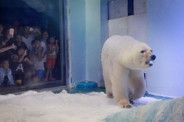 الدببة القطبية يصل طولها إلى 3.35 متر ووزنها إلى 635 كيلوغراما