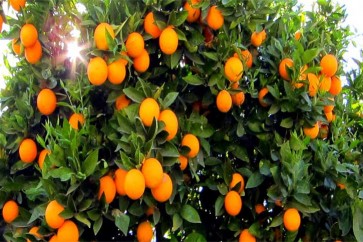تونس تسجل فائضا كبيرا في محصول البرتقال هذا الموسم