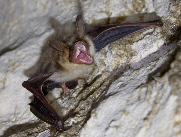 قد تكون الخفافيش مصاصة الدماء مصدرا رئيسيا لانتشار داء الكلب