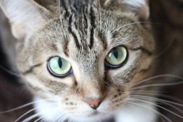 الطفيليات التى توجد عادة في براز القطط تغير من كيمياء الدماغ البشري