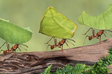 هكذا يتبادل النمل المعلومات!