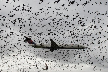 منذ 1988 قتل نحو 200 شخص في أنحاء العالم من جراء اصطدام الطيور بالطائرات