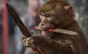 الحمى الصفراء تقتل مئات القردة في البرازيل