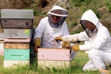 سعر العسل النيوزيلاندي أغلى من أنواع العسل الأخرى