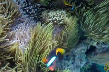 الشعاب المرجانية تتأثر بارتفاع درجات حرارة البحار