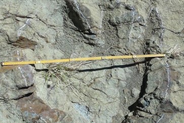 آثار بصمة ديناصور يبلغ قطرها 1.2 متر عثر عليها في بوليفيا.