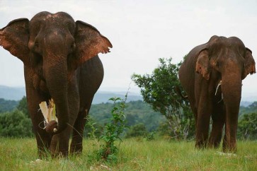 11 فيلا علقت في حفرة في كمبوديا