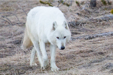 أمريكا: مكافأة 10 آلاف دولار للكشف عن قاتل الذئب الأبيض