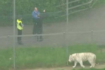 نمر في حديقة حيوانات انكليزية… قتل حارسته