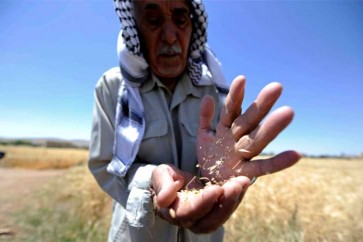 سوريا: قيمة القمح لمستورد ستدفع بالليرة