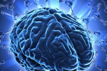 علماء يكتشفون وسيلة فعالة لتحسين وظيفة الدماغ