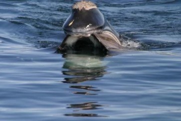 نفوق الحيتان الصائبة في شمال المحيط الأطلسي يحير العلماء الكنديين