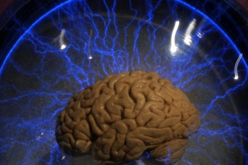دماغ بشري حقيقي