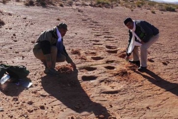 تونس:اكتشاف آثار لأقدام ديناصورات تعود إلى 150 مليون عام
