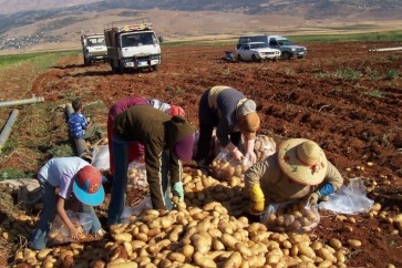 البطاطا في لبنان