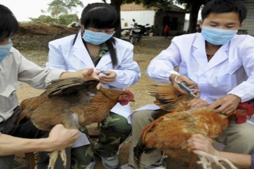 منظمة الصحة الحيوانية: أفغانستان تبلغ عن رصد بؤرتين لإنفلونزا الطيور
