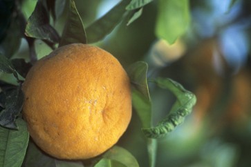 العلماء يكشفون فائدة غير متوقعة للبرتقال