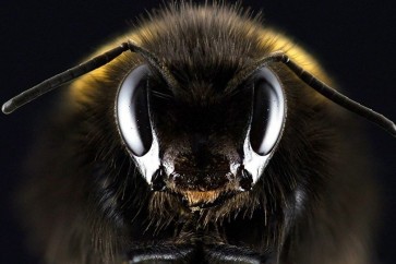 الأفيال تخشى النحل لسبب قد يكون مفيدا للبشر