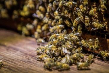 شراكة بين الروبوتات والنحل لتحسين حماية البيئة