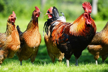 علماء يلجأون للدجاج بهدف منع ظهور وباء بشري مميت