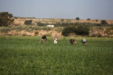 الاحتلال يستهدف المزارعين ورعاة الأغنام جنوب غزة