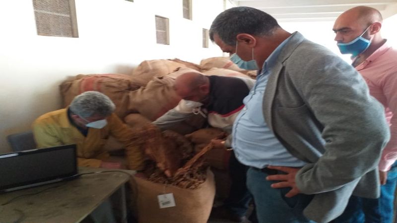 الريجي تستلم محصول التبغ من المزارعين في عكار