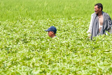 A child and farmer Am Tayeb stand in a field of extra long staple "Giza 88" cotton in Shubra Kheit in El Beheira Governorate, north of Cairo, Egypt, July 29, 2015. After the agriculture ministry banned cotton imports to help local producers, the cabinet abruptly vetoed the idea - the latest in a series of economic policy U-turns and delays under President Abdel Fattah al-Sisi.  Such schizophrenic decision-making is also a symptom of wider policy problems affecting Egypt, which is struggling to re-energise its economy and attract foreign investment after years of turmoil since 2011. To match story EGYPT-COTTON/    Picture taken July 29, 2015. REUTERS/Shadi Bushra - RTX1NU86