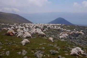 Sheep Georgia