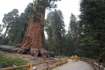California Trees