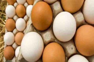 Eggs Protein1