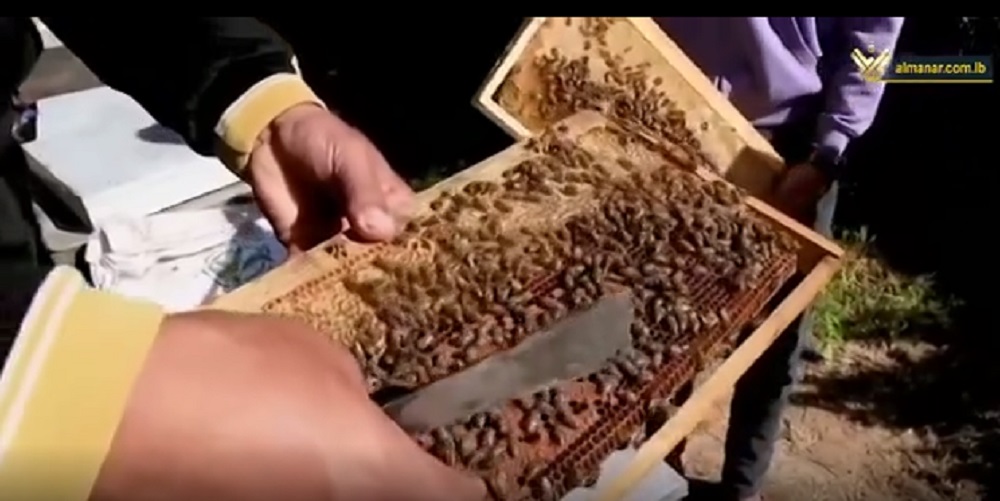 انتاج عسل النحل في غزة