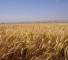 Wheat Iran 2024