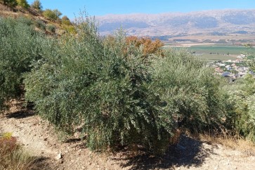 زيتون جنوب لبنان