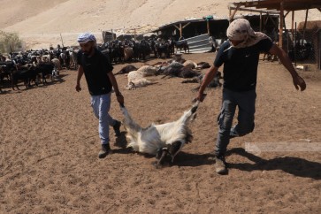 صهاينة