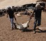 صهاينة