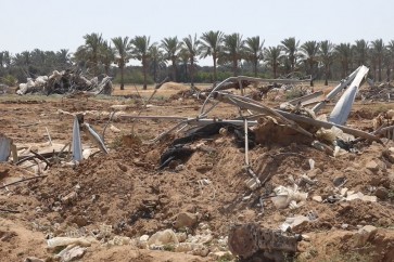 الزراعة في غزة