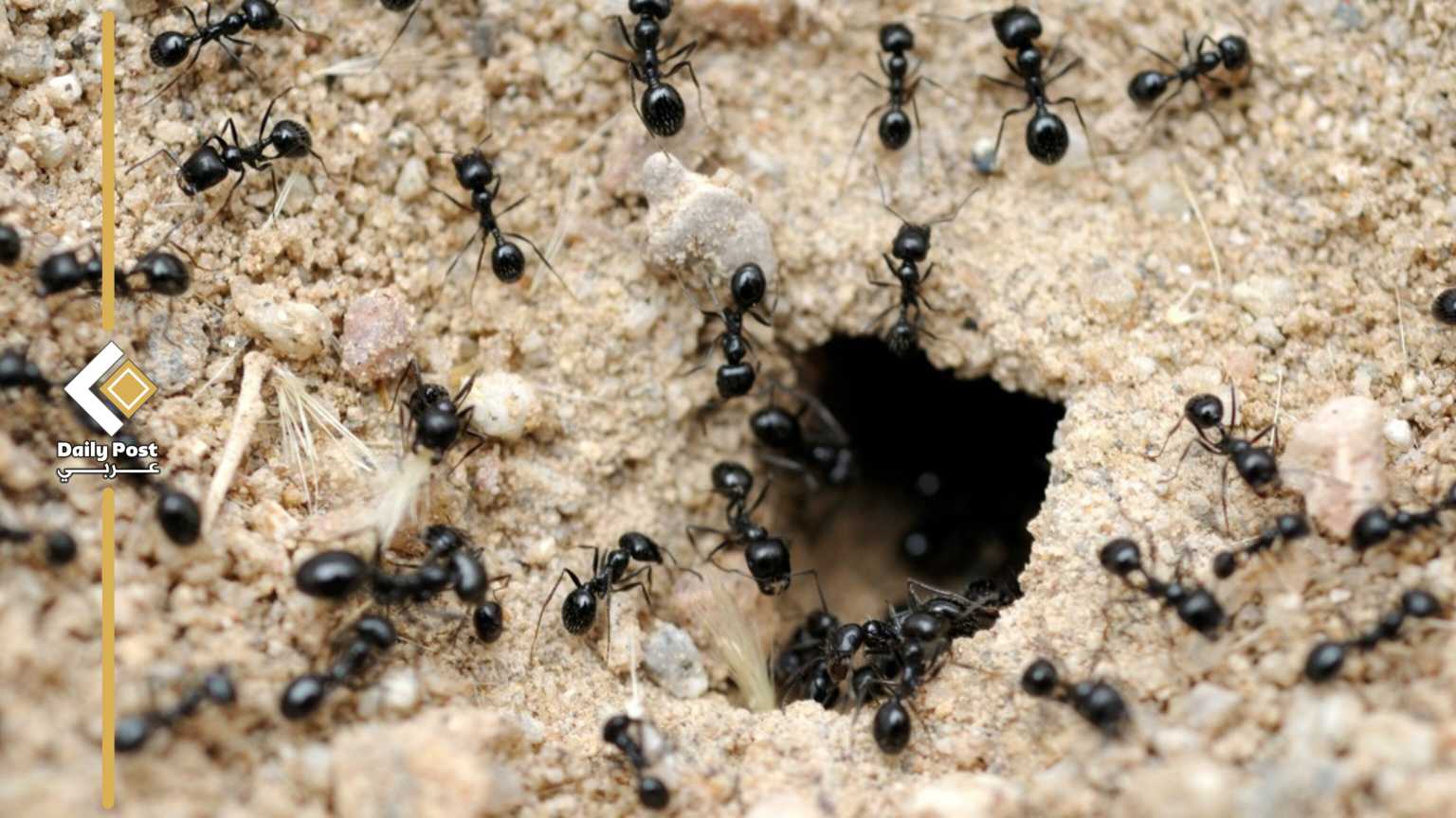 حروب كيميائية واغتيالات في مستعمرة النمل: ابنة غازية تقتل والدتها الملكة